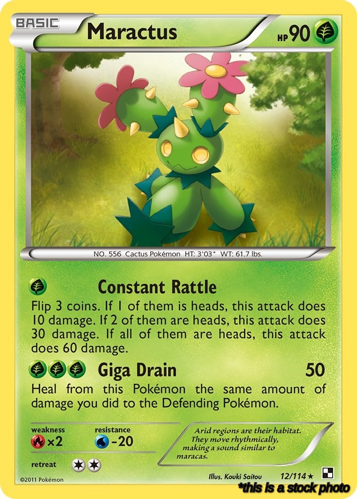 Maractus (12)